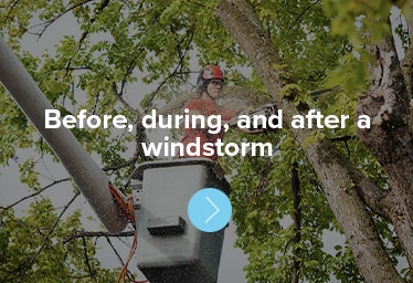 Before, during, and after a windstorm